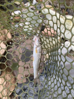 ウグイの釣果