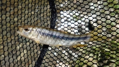 カワムツの釣果