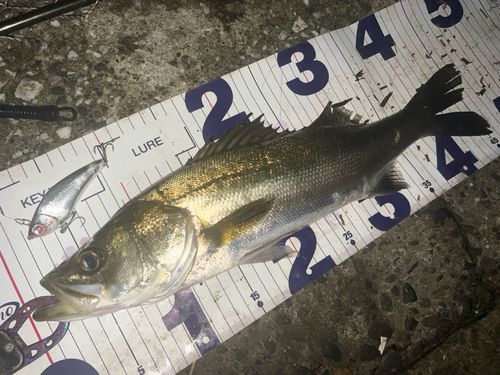 シーバスの釣果