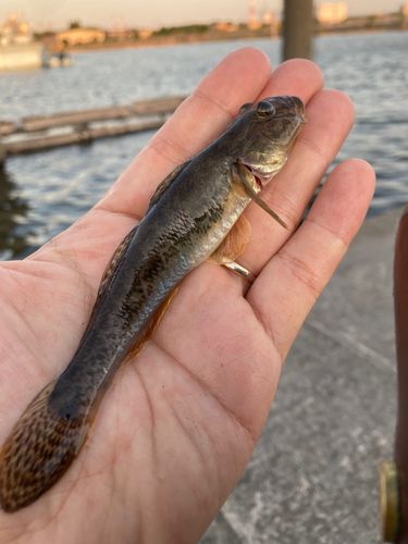 マハゼの釣果