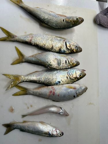 検見川浜突堤