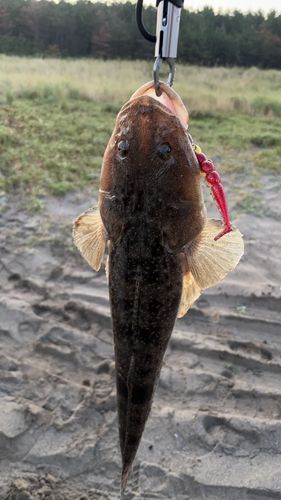 コチの釣果