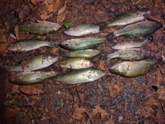 ブラックバスの釣果