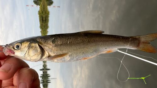 ウグイの釣果