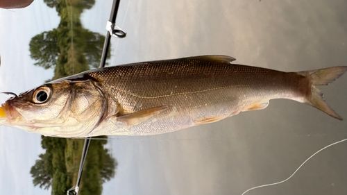 ウグイの釣果