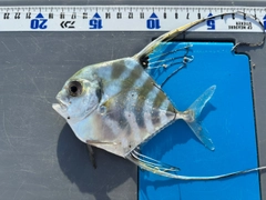 イトヒキアジの釣果