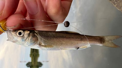 ウグイの釣果