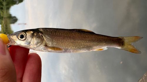 ウグイの釣果