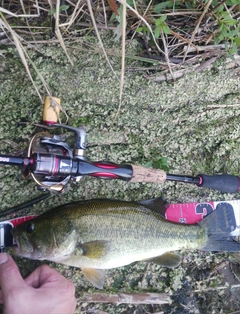 ラージマウスバスの釣果