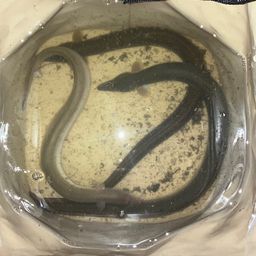 ウナギ