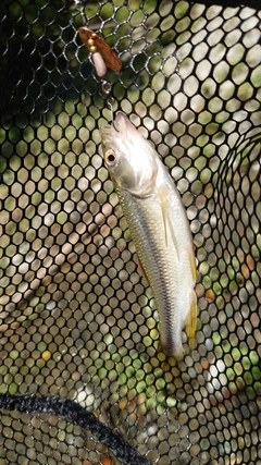 カワムツの釣果