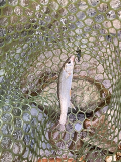 ウグイの釣果