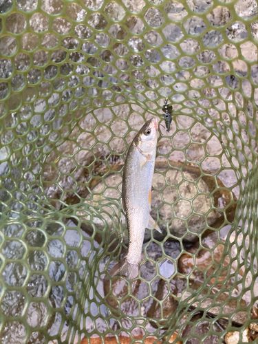 ウグイの釣果