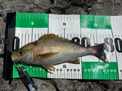 イサキの釣果