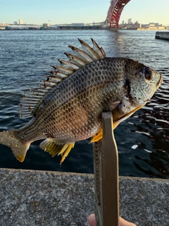 キビレの釣果