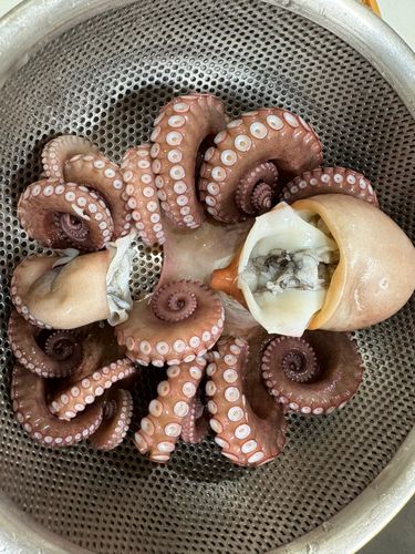 タコの釣果