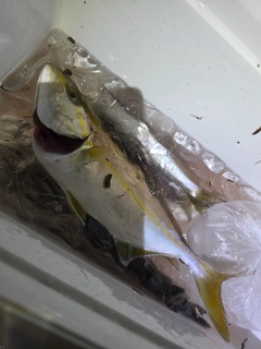 ショゴの釣果