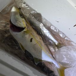 ショゴ