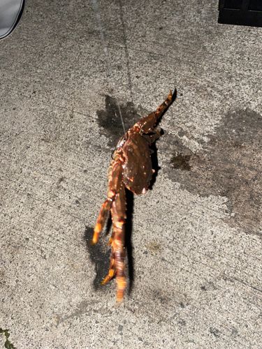 カニの釣果