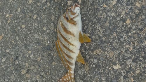 カワハギの釣果