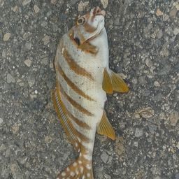 カワハギ