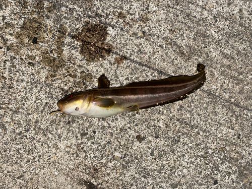 ゴンズイの釣果