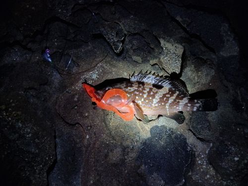 キジハタの釣果