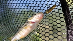 カワムツの釣果