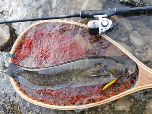 ナマズの釣果
