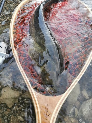 ナマズの釣果