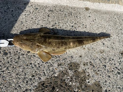 マゴチの釣果