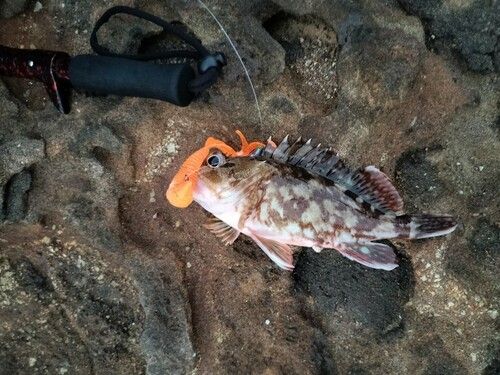 カサゴの釣果