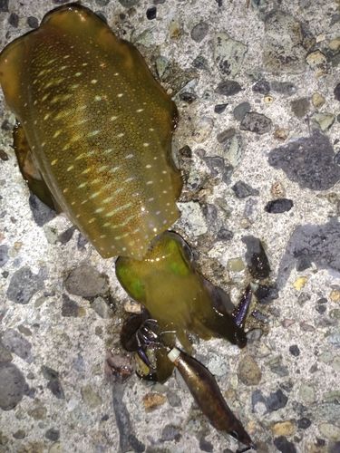 アオリイカの釣果