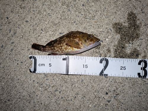 カサゴの釣果