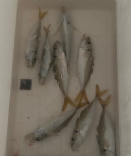 豊浜漁港