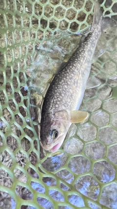イワナの釣果