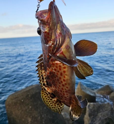 ノミノクチの釣果