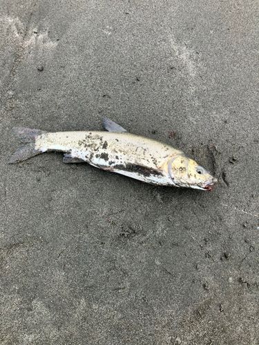 ウグイの釣果