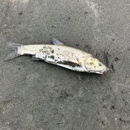 ウグイ