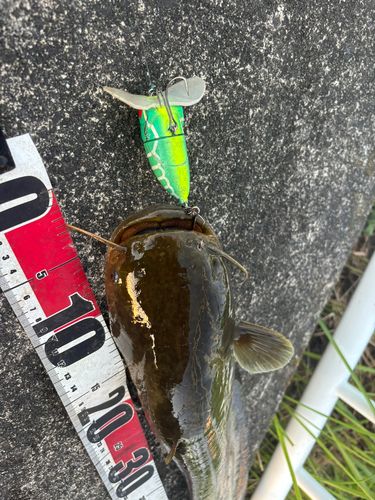 マナマズの釣果