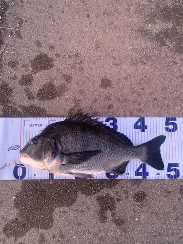 チヌの釣果