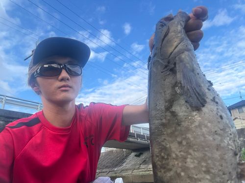 マナマズの釣果