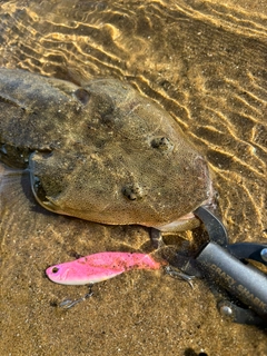 マゴチの釣果