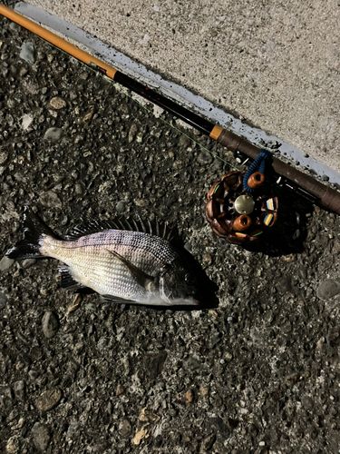 チンチンの釣果
