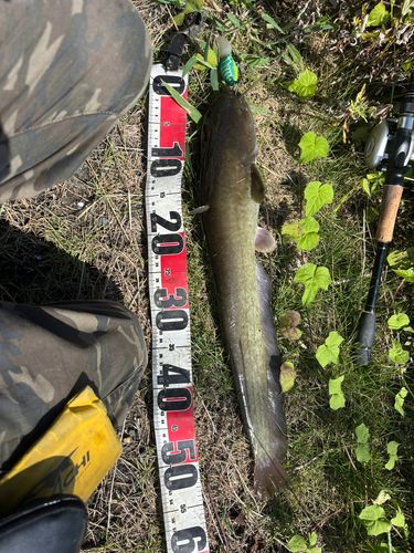 マナマズの釣果