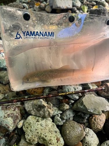 イワナの釣果