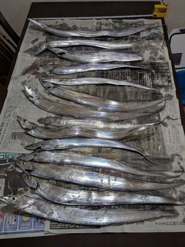 タチウオの釣果