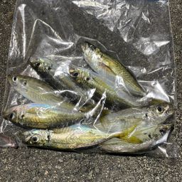 カマス