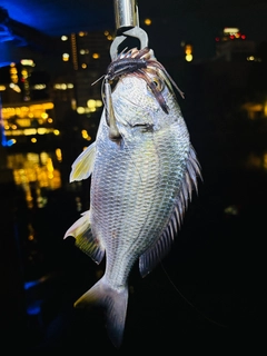 キビレの釣果