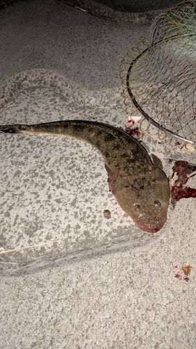 マゴチの釣果